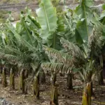 Aplikasi pupuk KCL pisang korpok halaman Indonesia