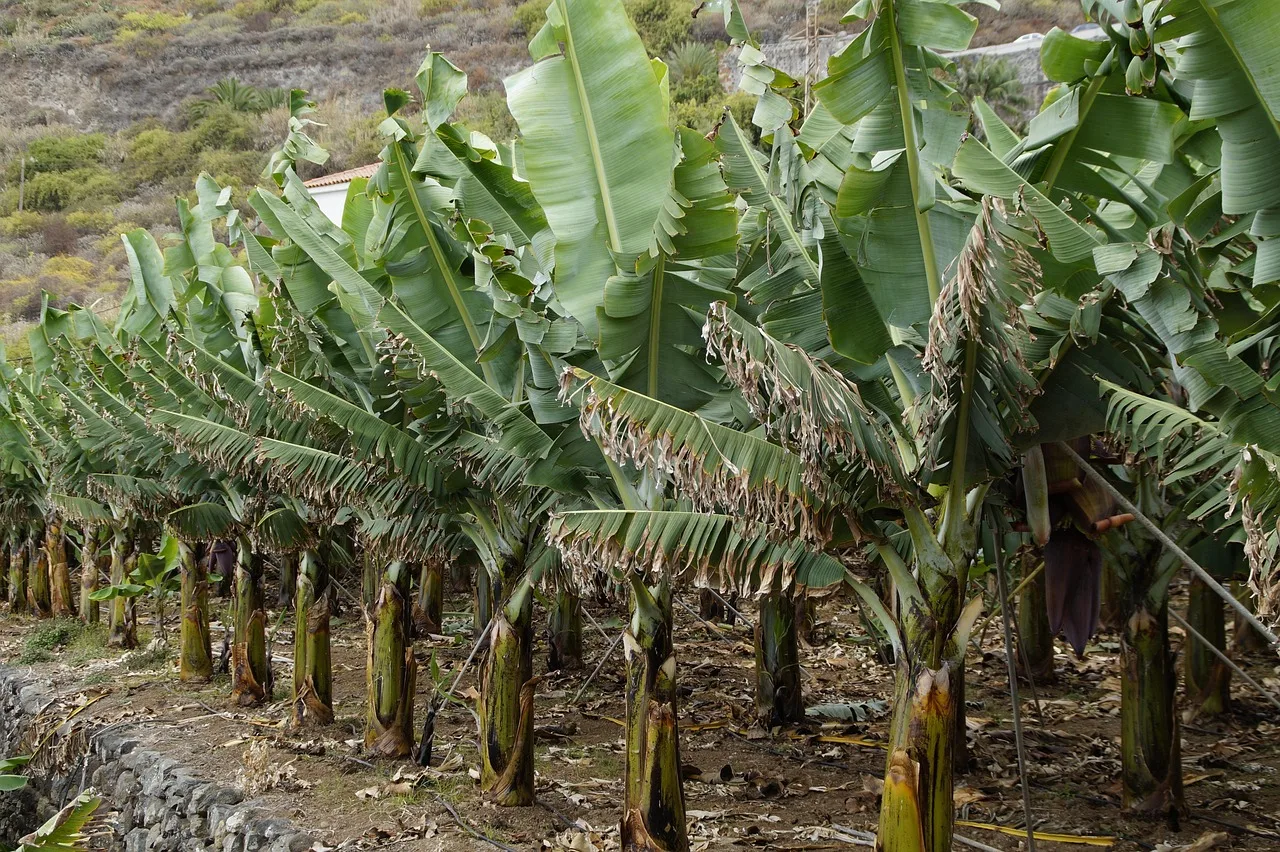 Aplikasi pupuk KCL pisang korpok halaman Indonesia