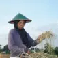 Pekebun membaca kalender tanam di kebun rumah Indonesia