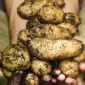 Dokumentasi hasil panen kebun rumah Indonesia