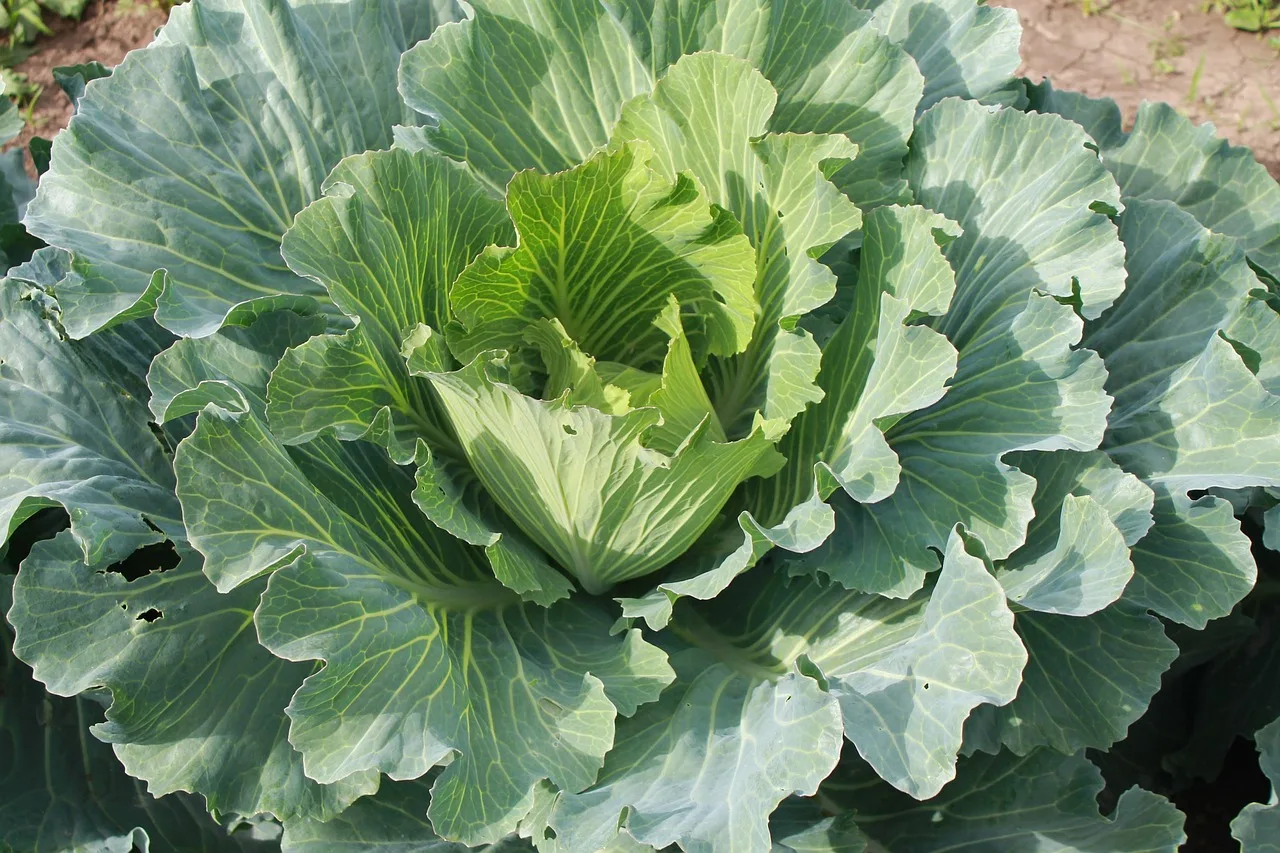 Membuat bedeng sayur anti genangan di kebun rumah Indonesia