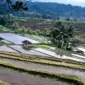 Semangka mini di pot teras rumah Indonesia