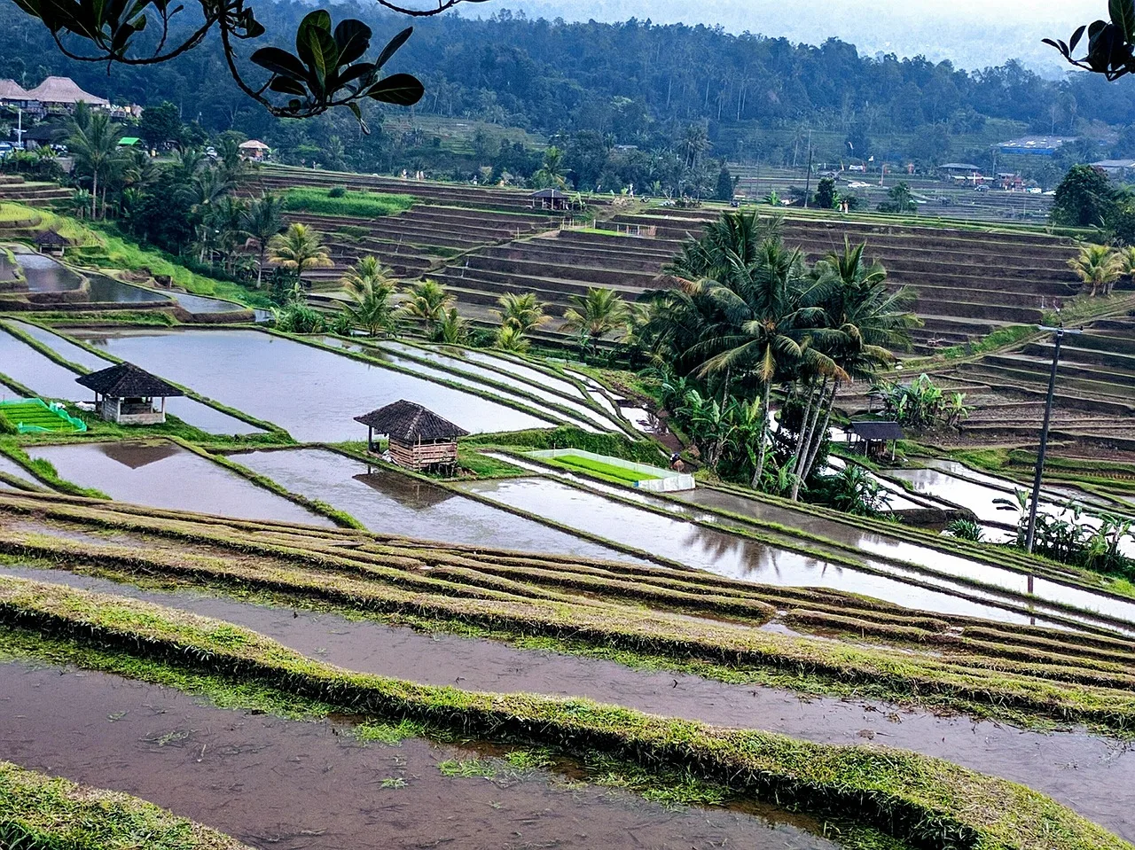 Semangka mini di pot teras rumah Indonesia