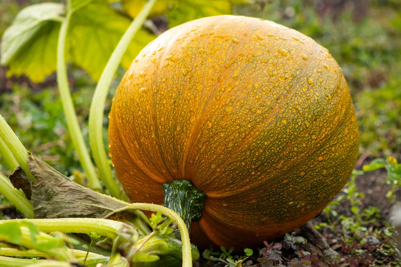Pasang shading net 50% di kebun sayur Indonesia
