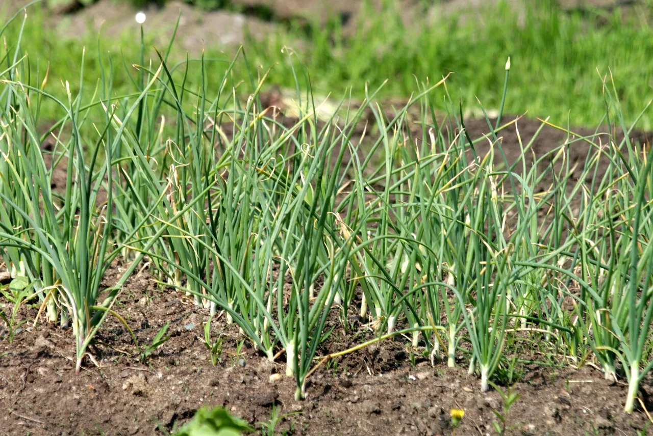 Menyiapkan kebun sebelum musim kemarau di Indonesia