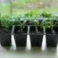 Bibit tomat unggul di nursery rumahan
