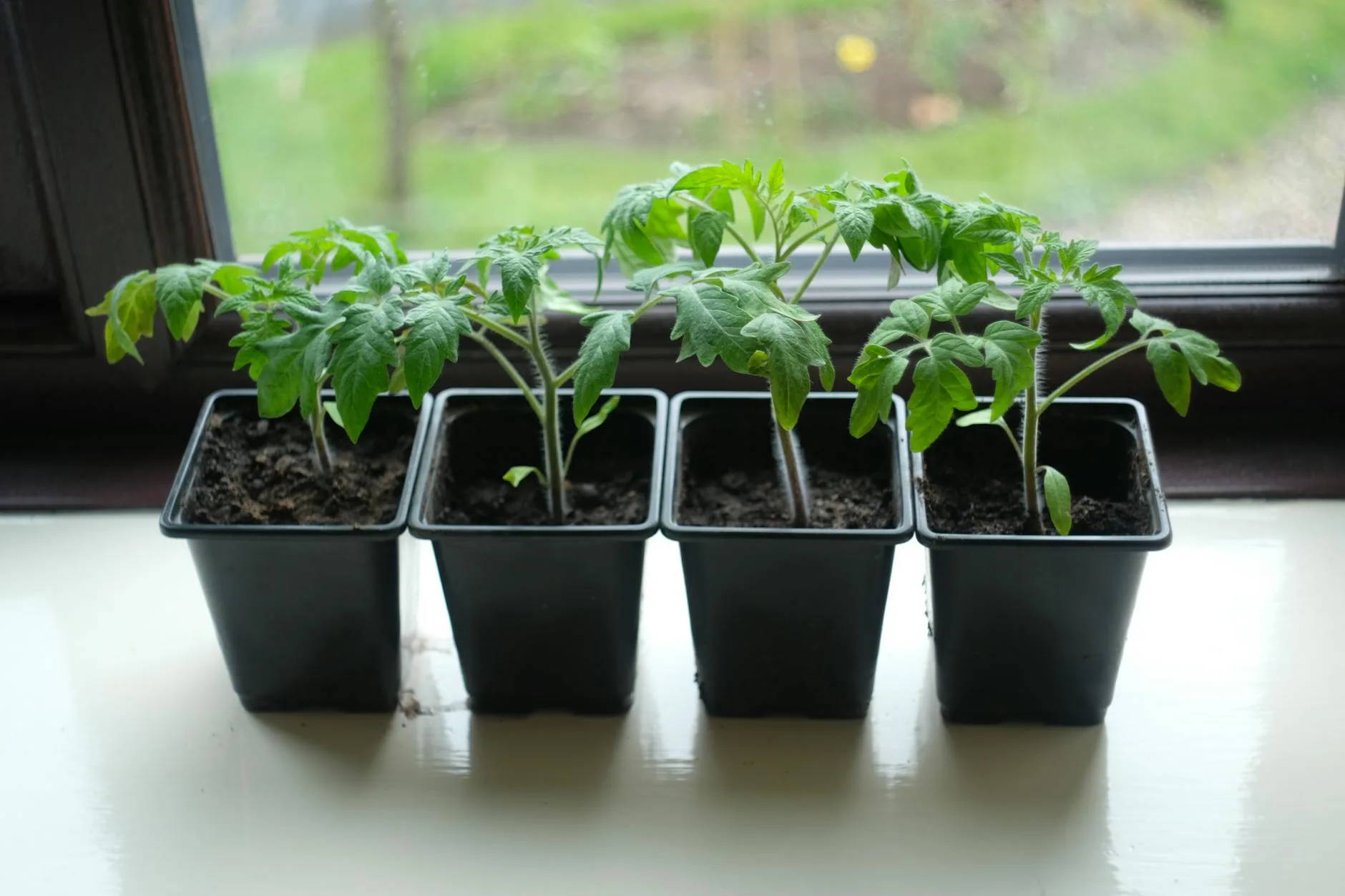 Bibit tomat unggul di nursery rumahan