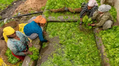 Kalender tanam kangkung pekarangan
