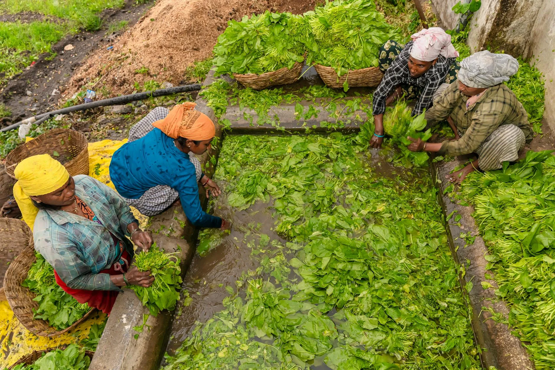 Kalender tanam kangkung pekarangan