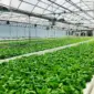 Kangkung hidroponik NFT di teras rumah