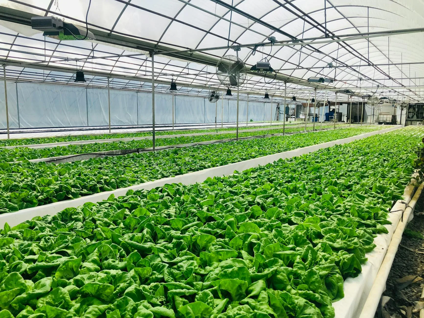 Kangkung hidroponik NFT di teras rumah