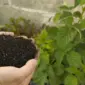 Kompos bokashi dari sampah dapur