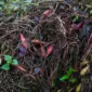 Kompos daun basah fermentasi aerob