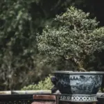 Tabulampot jeruk dwarf di pot