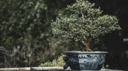 Tabulampot jeruk dwarf di pot