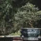 Tabulampot jeruk dwarf di pot
