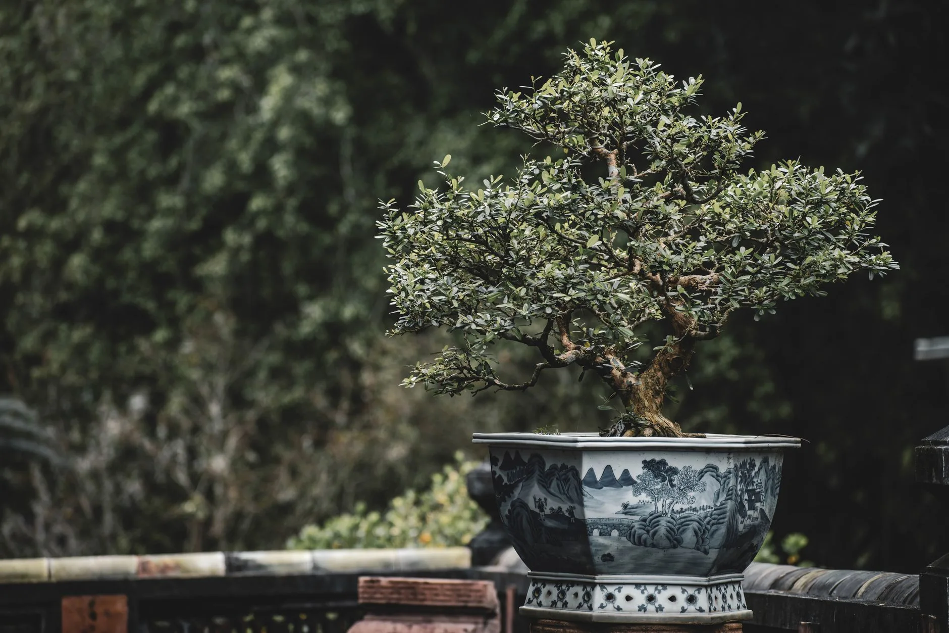 Tabulampot jeruk dwarf di pot