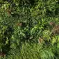 Vertical garden sayur di dinding