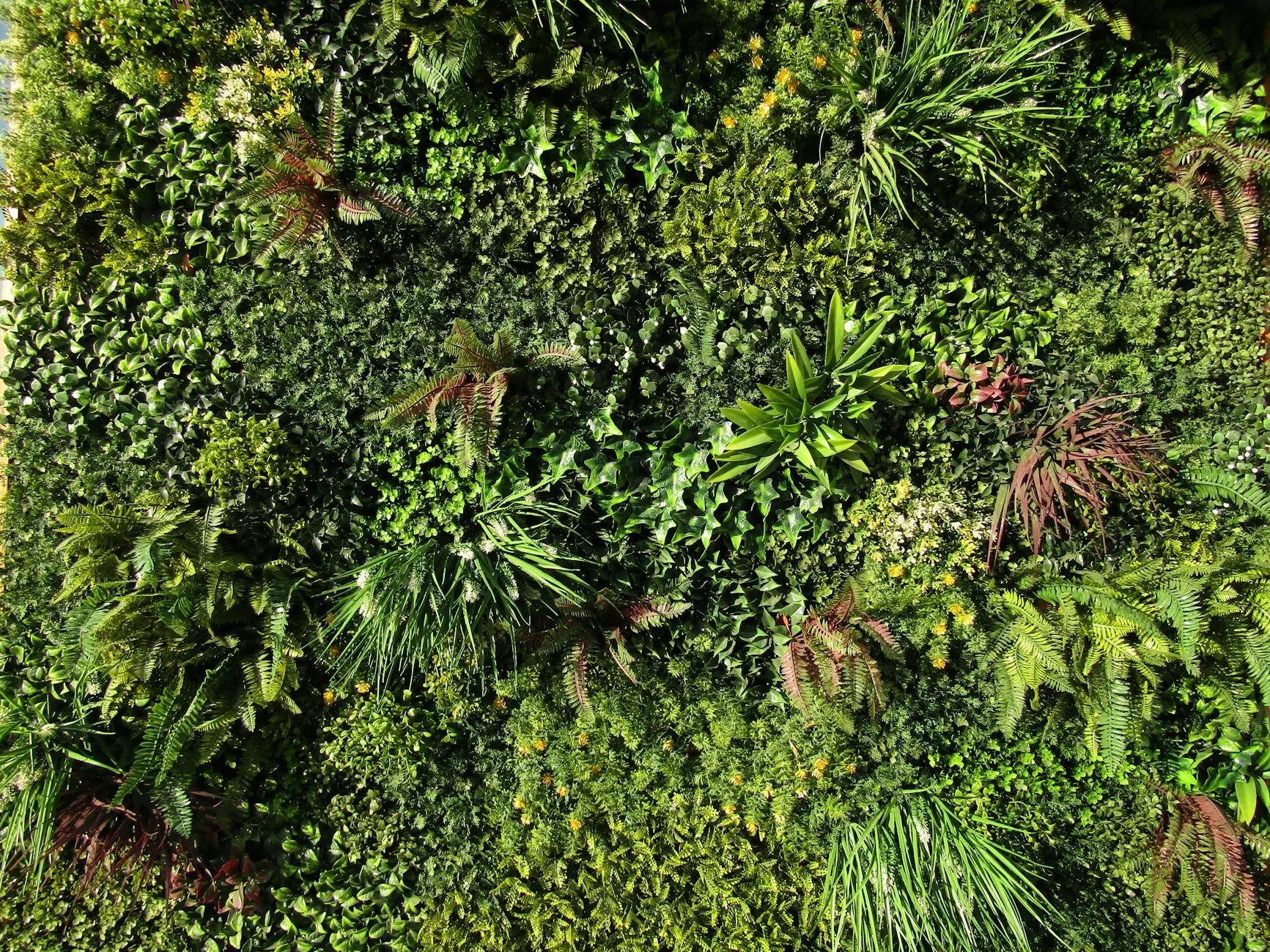 Vertical garden sayur di dinding